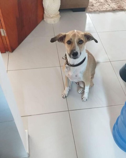 Pandora, a cachorra perdida durante conexão da gol, segue desaparecida Pandora, a cachorra perdida durante conexão da gol, segue desaparecida
