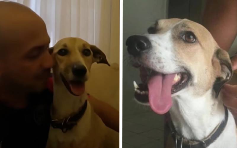 Cachorra Pandora foi encontrada depois de 45 dias e devolvida ao seu tutor pandora-foi-reencontrada