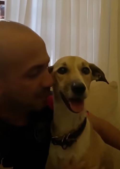 Cachorra Pandora foi encontrada depois de 45 dias e devolvida ao seu tutor pandora-foi-reencontrada