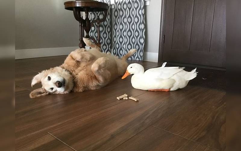 A surpreendente amizade de um pato e um cachorro é sucesso na internet pato-e-cachorro-uma-estranha-dupla-dinamica