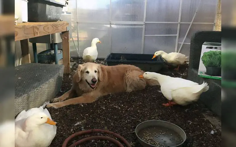 A surpreendente amizade de um pato e um cachorro é sucesso na internet pato-e-cachorro-uma-estranha-dupla-dinamica