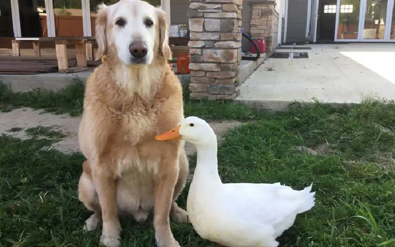 A surpreendente amizade de um pato e um cachorro é sucesso na internet pato-e-cachorro-uma-estranha-dupla-dinamica