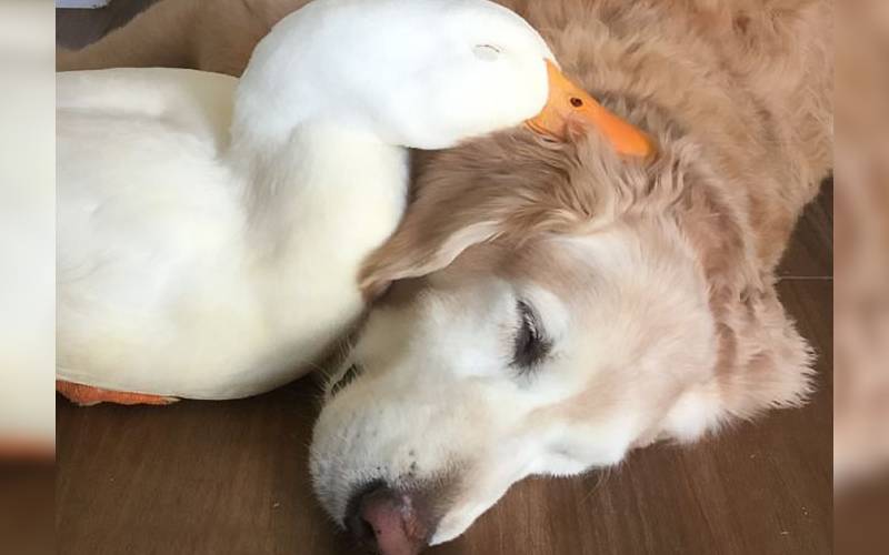 A surpreendente amizade de um pato e um cachorro é sucesso na internet pato-e-cachorro-uma-estranha-dupla-dinamica