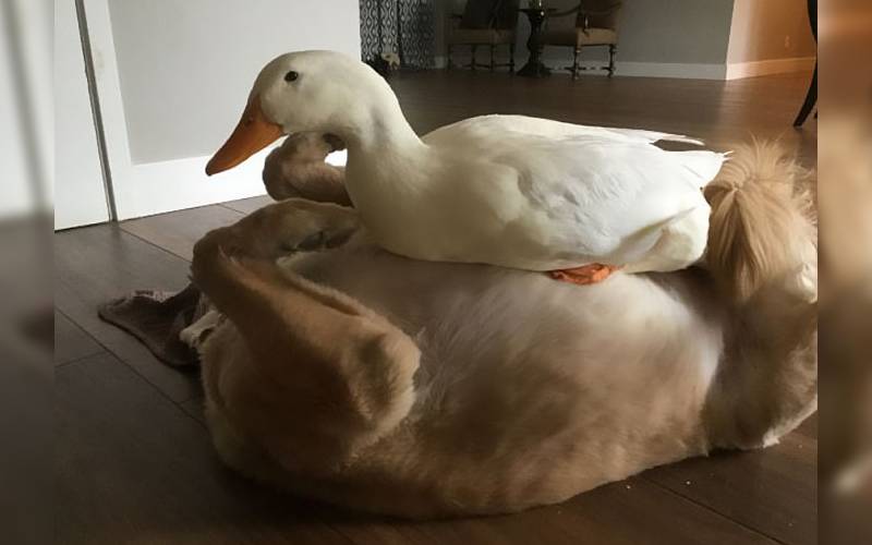 A surpreendente amizade de um pato e um cachorro é sucesso na internet pato-e-cachorro-uma-estranha-dupla-dinamica