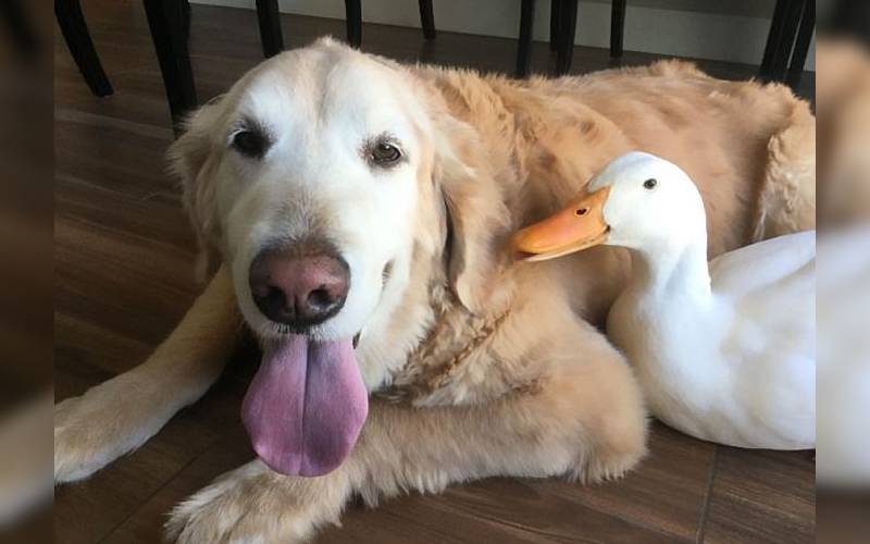 A surpreendente amizade de um pato e um cachorro é sucesso na internet pato-e-cachorro-uma-estranha-dupla-dinamica