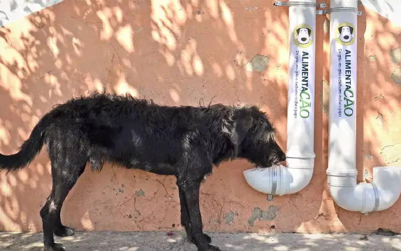 Cães sem-teto fazem fila para se alimentar em comedouros feitos e instalados pela policia policiais-peruanos-instalam-comedouros-para-caes-de-rua