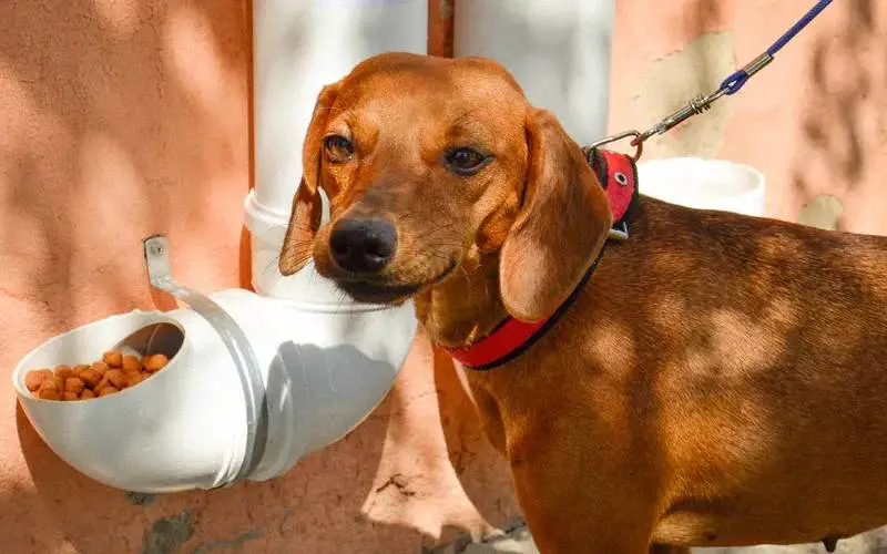 Cães sem-teto fazem fila para se alimentar em comedouros feitos e instalados pela policia policiais-peruanos-instalam-comedouros-para-caes-de-rua