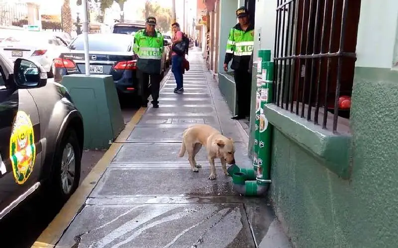 Cães sem-teto fazem fila para se alimentar em comedouros feitos e instalados pela policia policiais-peruanos-instalam-comedouros-para-caes-de-rua