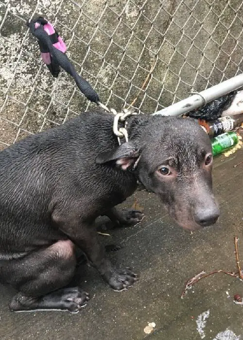 policial-salva-cachorro-da-chuva-e-os-dois-se-tornam-amigos