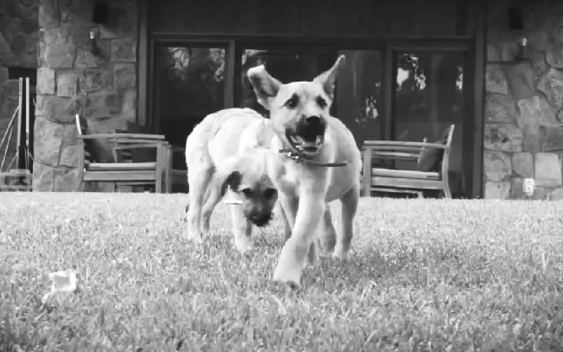 Voluntários invadem terreno para resgatar cães maltratados voluntarios-invadem-terreno-para-resgatar-caes-maltratados