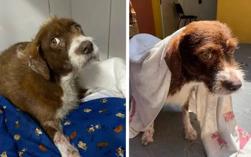 Cadela perde bebês e “adota” bichos de pelúcia cadela-perde-bebes-e-adota-bichos-de-pelucia