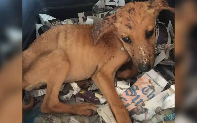 garota-interrompe-as-ferias-para-salvar-um-cachorrinho