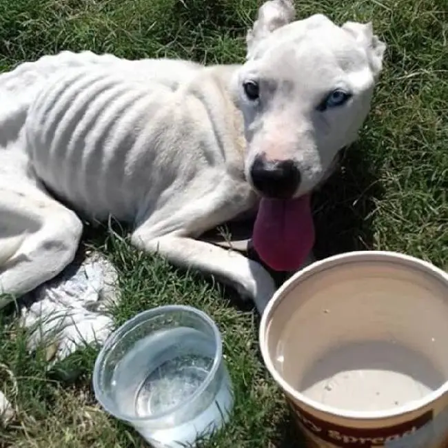 adolescente-desce-do-onibus-para-salvar-cachorra-abandonada