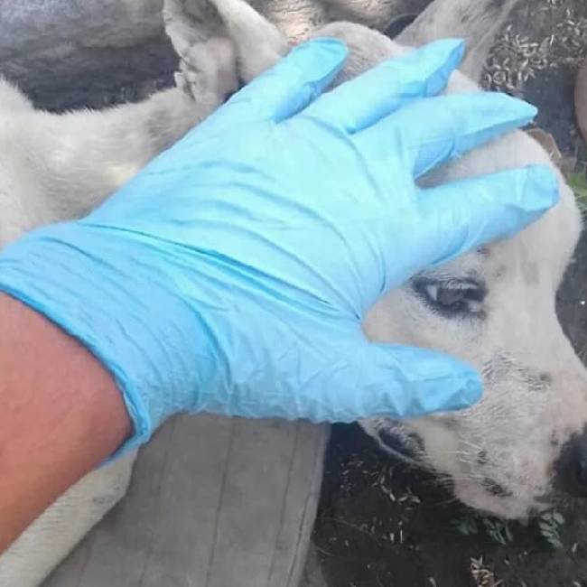 adolescente-desce-do-onibus-para-salvar-cachorra-abandonada