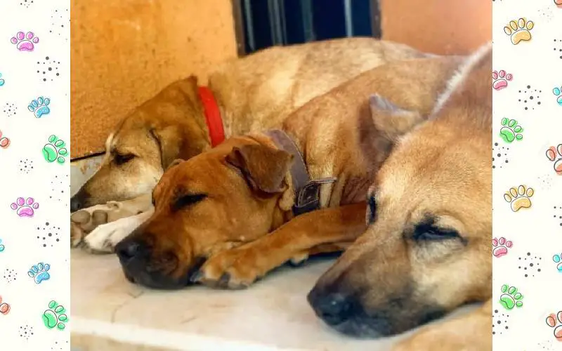 Amante dos animais transforma fazenda em santuário para cães de rua Amante-dos-animais-transforma-fazenda-em-santuario-para-caes-de-rua