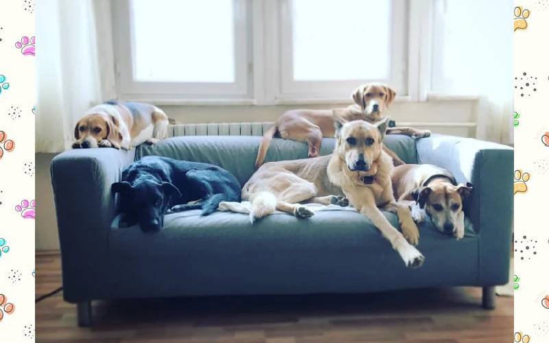 Amante dos animais transforma fazenda em santuário para cães de rua Amante-dos-animais-transforma-fazenda-em-santuario-para-caes-de-rua