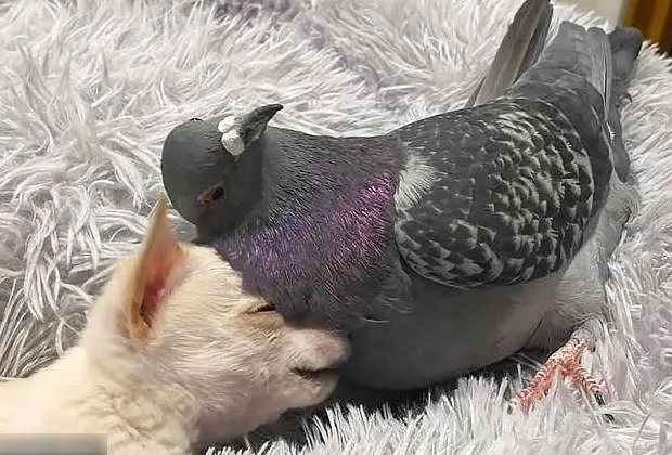 A linda amizade do cãozinho que não pode andar e o pombo que não pode voar amizade-entre-um-cachorro-e-um-pombo