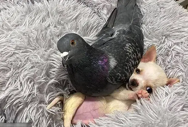 A linda amizade do cãozinho que não pode andar e o pombo que não pode voar amizade-entre-um-cachorro-e-um-pombo