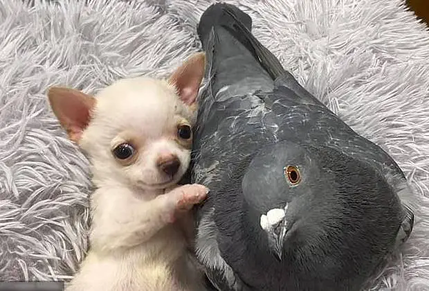 A linda amizade do cãozinho que não pode andar e o pombo que não pode voar amizade-entre-um-cachorro-e-um-pombo