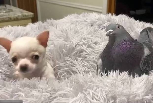 A linda amizade do cãozinho que não pode andar e o pombo que não pode voar amizade-entre-um-cachorro-e-um-pombo