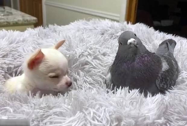 A linda amizade do cãozinho que não pode andar e o pombo que não pode voar amizade-entre-um-cachorro-e-um-pombo