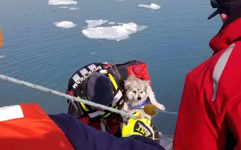 Bombeiros se arriscam para salvar cachorro de afogamento bombeiros-se-arriscam-para-salvar-cachorro-de-afogamento