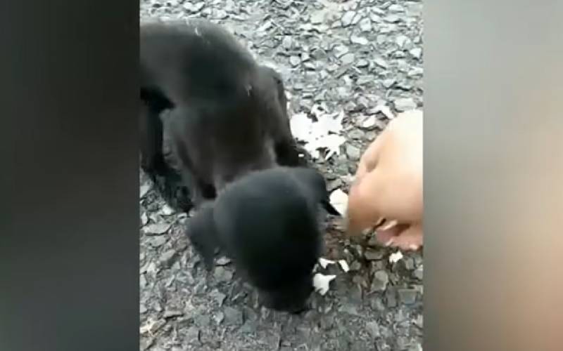 Cachorrinha cega e desnutrida é encontrada depois de ignorada por todos cachorra-cega-e-desnutrida-e-ignorada-por-todos