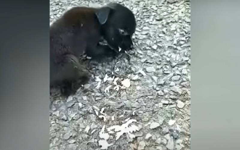 Cachorrinha cega e desnutrida é encontrada depois de ignorada por todos cachorra-cega-e-desnutrida-e-ignorada-por-todos