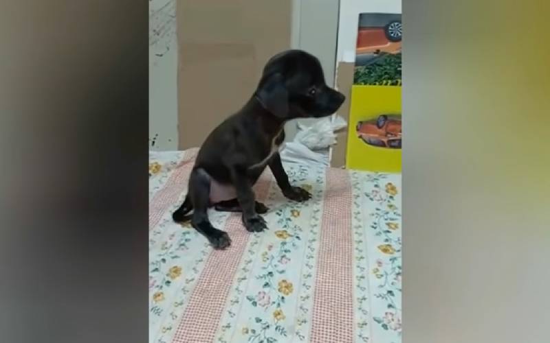 Cachorrinha cega e desnutrida é encontrada depois de ignorada por todos cachorra-cega-e-desnutrida-e-ignorada-por-todos