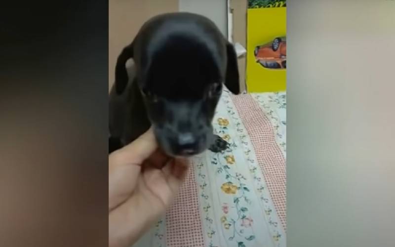Cachorrinha cega e desnutrida é encontrada depois de ignorada por todos cachorra-cega-e-desnutrida-e-ignorada-por-todos