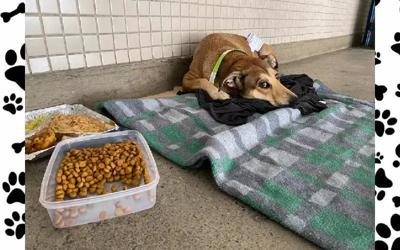 Cachorra Lucimara conquista o direito de acompanhar tutor no hospital cachorra-conquista-o-direito-de-acompanhar-tutor-no-hospital