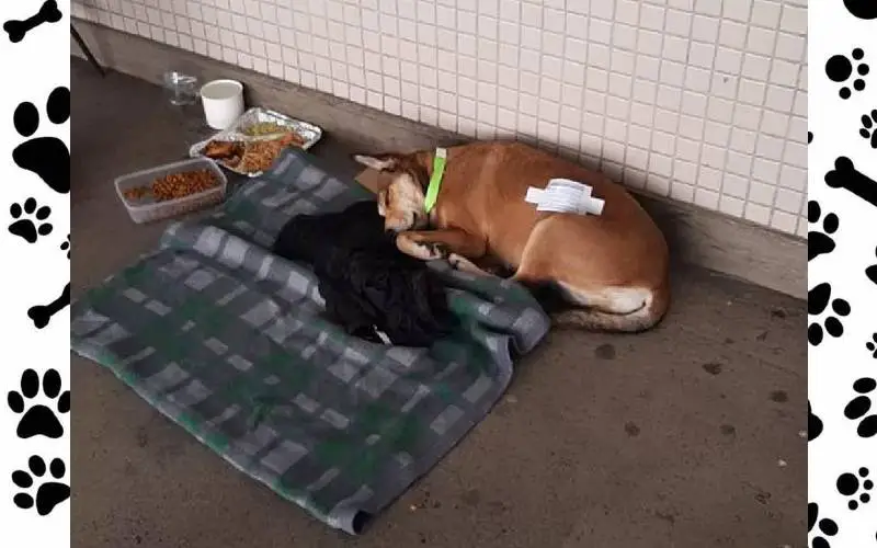Cachorra Lucimara conquista o direito de acompanhar tutor no hospital cachorra-conquista-o-direito-de-acompanhar-tutor-no-hospital