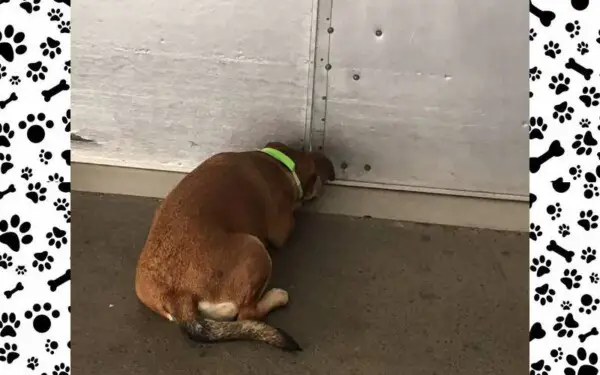 Cachorra Lucimara conquista o direito de acompanhar tutor no hospital cachorra-conquista-o-direito-de-acompanhar-tutor-no-hospital