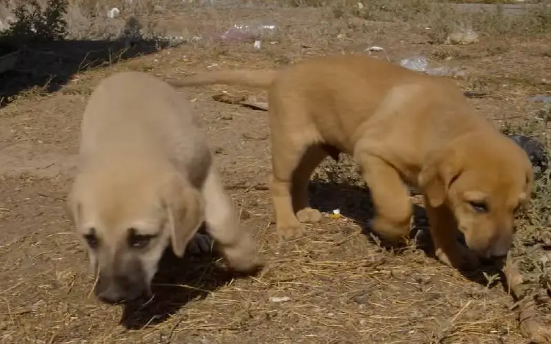 cachorra-da-um-ultimo-adeus-aos-filhotes