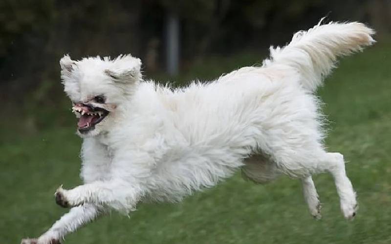 Cachorra desfigurada é salva de ser sacrificada cachorra-desfigurada-e-salva-de-ser-sacrificada
