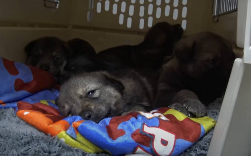 Mamãe cão abandonada no deserto é resgatada com seus seis filhotes cachorra-gravida-abandonada-e-resgatada-com-seis-filhotes