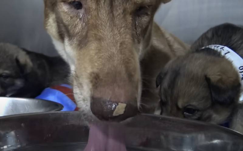 Mamãe cão abandonada no deserto é resgatada com seus seis filhotes cachorra-gravida-abandonada-e-resgatada-com-seis-filhotes
