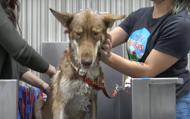 Mamãe cão abandonada no deserto é resgatada com seus seis filhotes cachorra-gravida-abandonada-e-resgatada-com-seis-filhotes