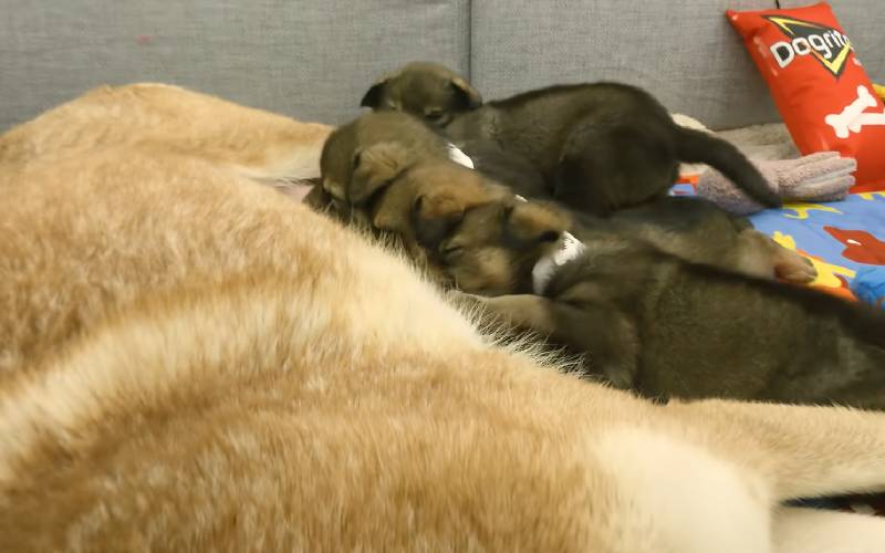Mamãe cão abandonada no deserto é resgatada com seus seis filhotes cachorra-gravida-abandonada-e-resgatada-com-seis-filhotes