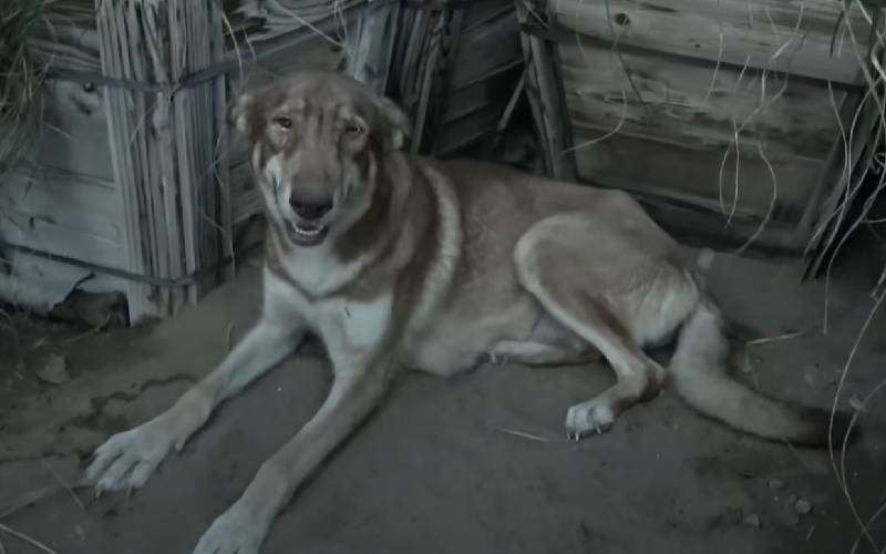 Mamãe cão abandonada no deserto é resgatada com seus seis filhotes cachorra-gravida-abandonada-e-resgatada-com-seis-filhotes