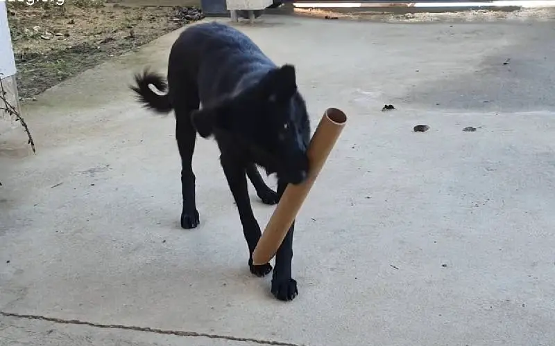 cachorra-nao-para-de-abanar-o-rabo-em-agradecimento-aos-resgatadores