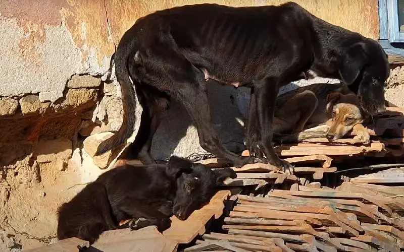 cachorra-nao-para-de-abanar-o-rabo-em-agradecimento-aos-resgatadores