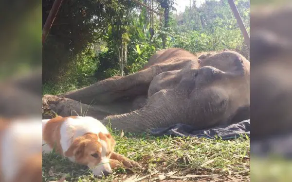 Cachorra se recusa a sair do lado de seu amigo elefante em suas últimas horas de vida cachorra-se-recusa-a-sair-do-lado-de-um-elefante-agonizante