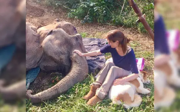 Cachorra se recusa a sair do lado de seu amigo elefante em suas últimas horas de vida cachorra-se-recusa-a-sair-do-lado-de-um-elefante-agonizante
