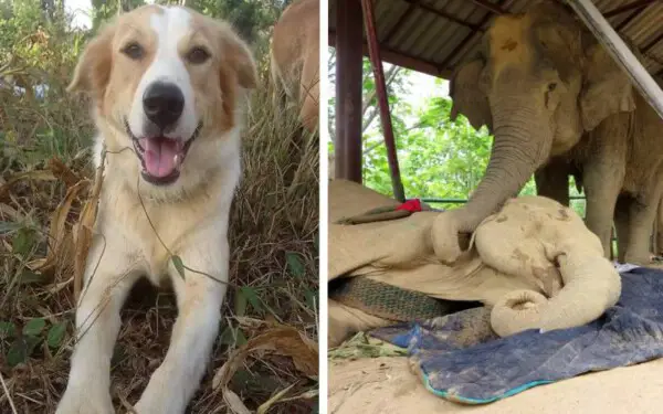 cachorra-se-recusa-a-sair-do-lado-de-um-elefante-agonizante