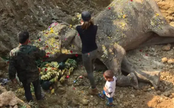 Cachorra se recusa a sair do lado de seu amigo elefante em suas últimas horas de vida cachorra-se-recusa-a-sair-do-lado-de-um-elefante-agonizante