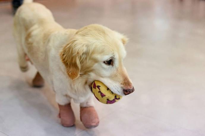 cachorra-sobrevive-sem-as-quatro-patas