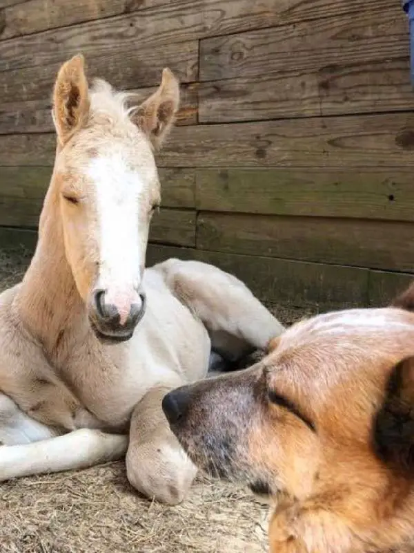 Cachorro adota potrinho órfão, dando amor e apoio para enfrentar o luto cachorro-adota-potro-orfao