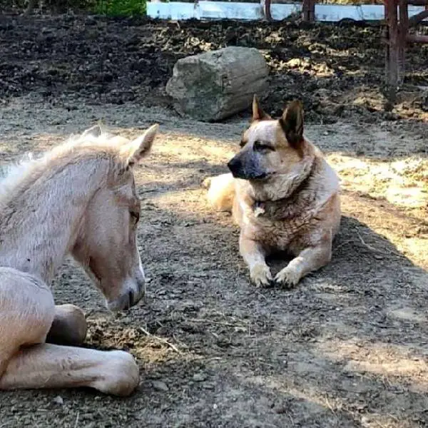 Cachorro adota potrinho órfão, dando amor e apoio para enfrentar o luto cachorro-adota-potro-orfao