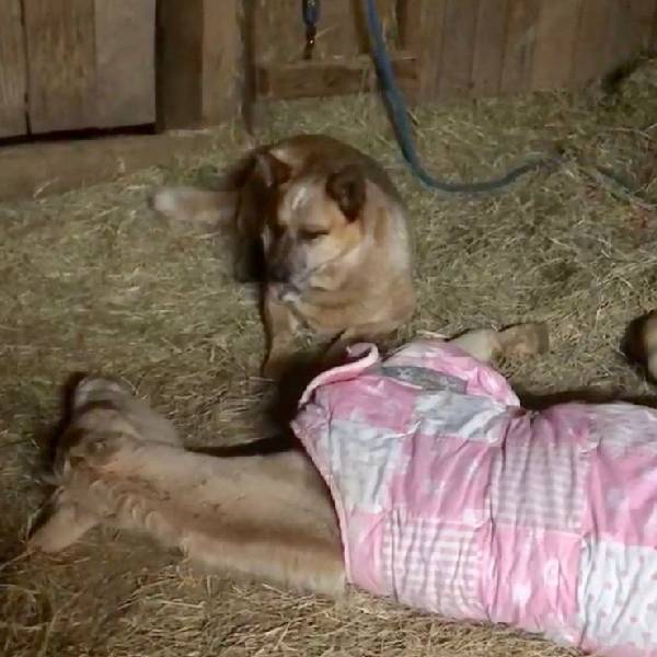 Cachorro adota potrinho órfão, dando amor e apoio para enfrentar o luto cachorro-adota-potro-orfao